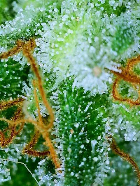 MY FIRST MAINLINE. Week 12