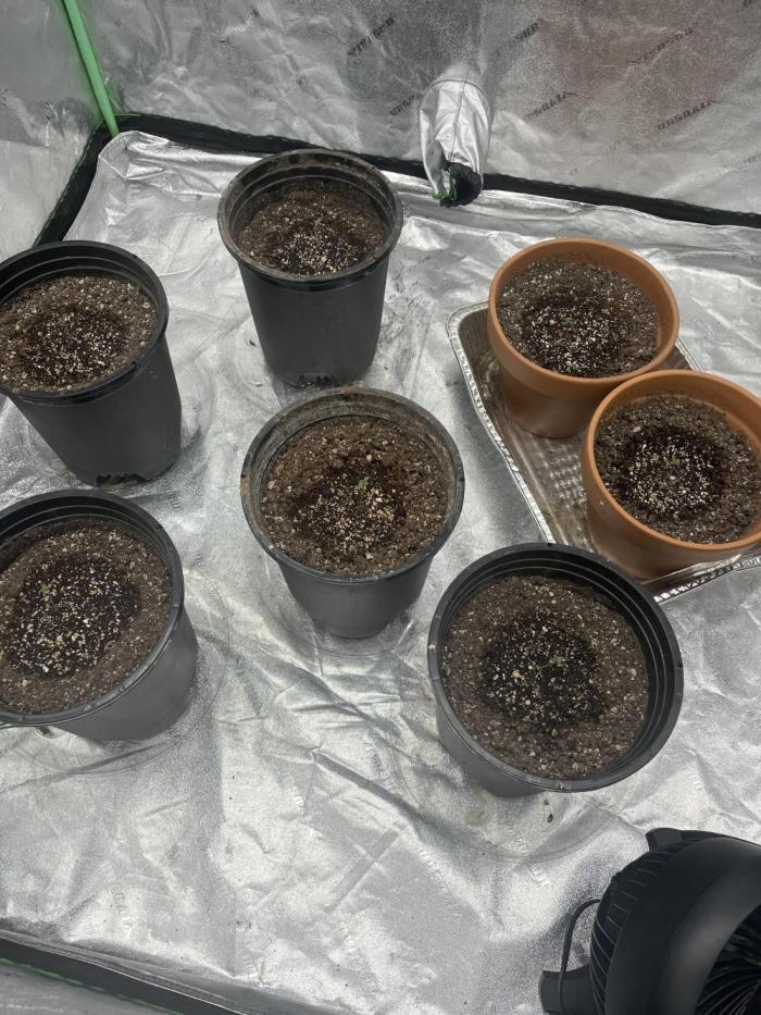 LSD-25 (7 plant run). Week 0