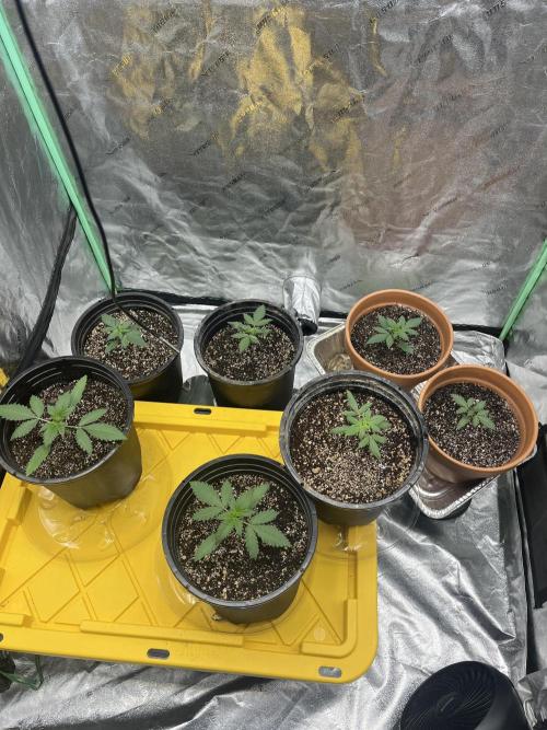 LSD-25 (7 plant run). Week 1