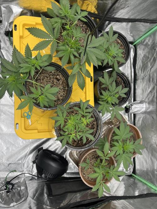 LSD-25 (7 plant run). Week 1