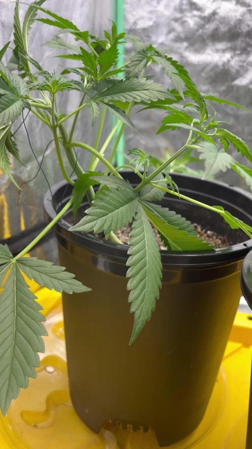 LSD-25 (7 plant run)