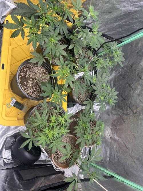 LSD-25 (7 plant run). Week 2