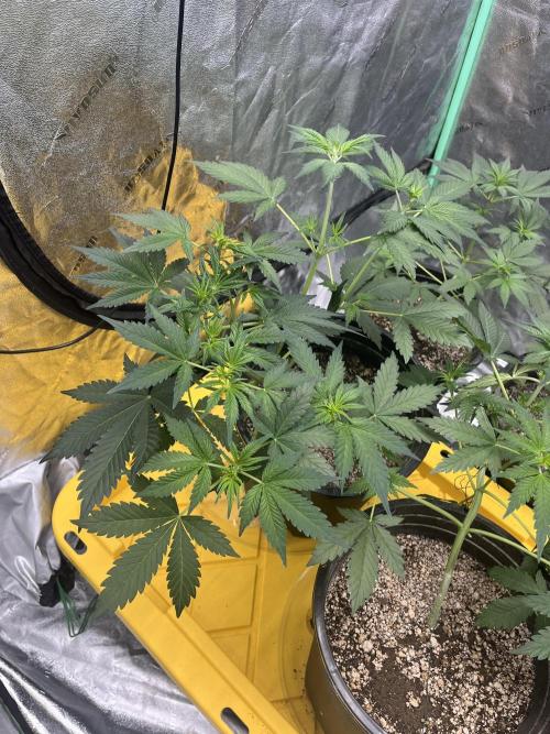 LSD-25 (7 plant run). Week 2