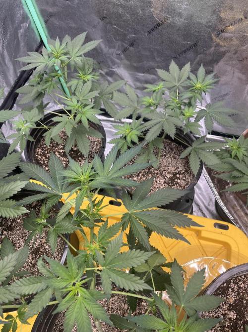 LSD-25 (7 plant run). Week 2