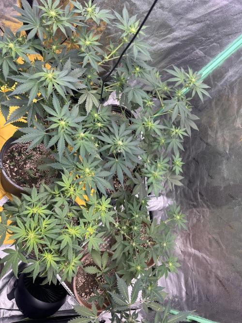 LSD-25 (7 plant run). Week 3