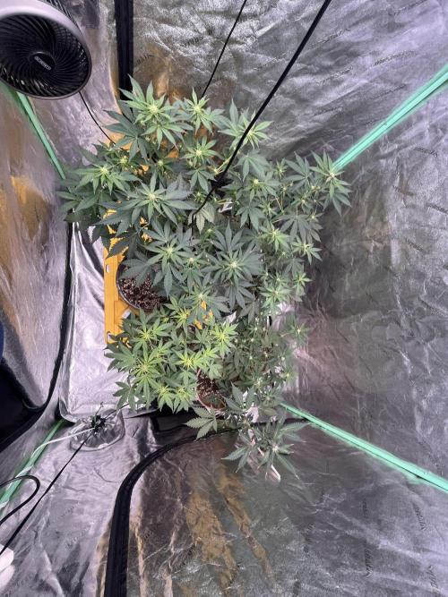 LSD-25 (7 plant run). Week 3