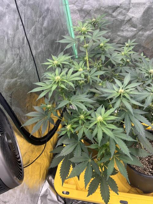 LSD-25 (7 plant run). Week 3