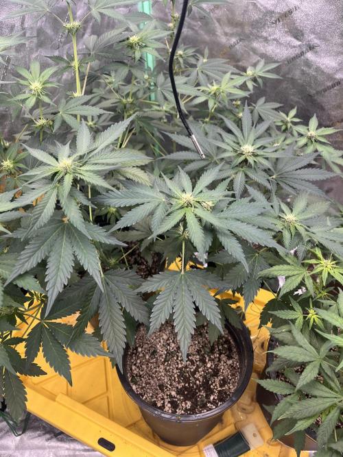 LSD-25 (7 plant run). Week 3