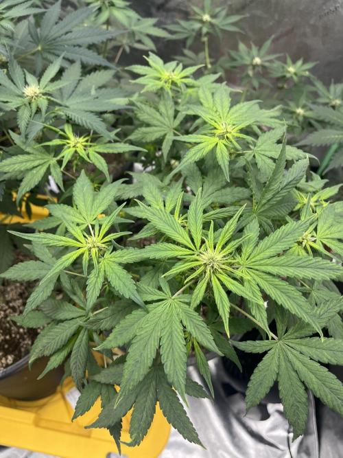 LSD-25 (7 plant run). Week 3