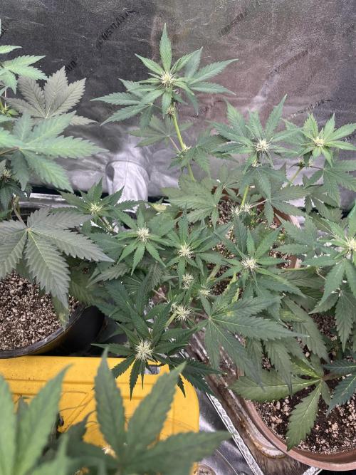 LSD-25 (7 plant run). Week 3