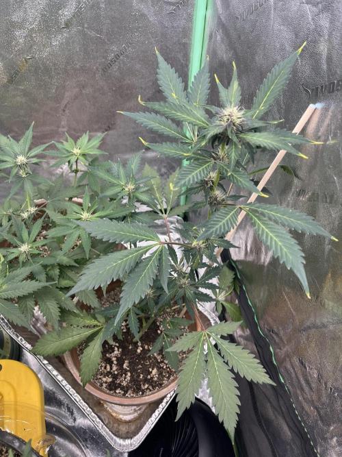 LSD-25 (7 plant run). Week 3