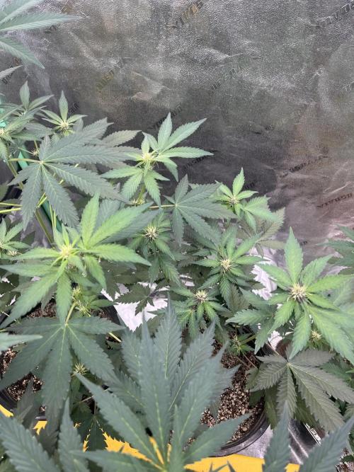 LSD-25 (7 plant run). Week 3