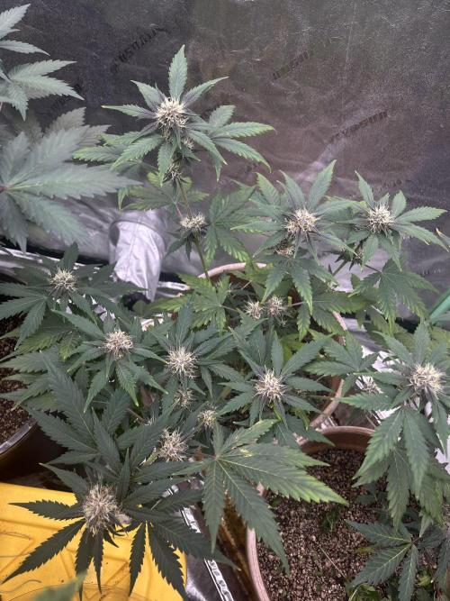 LSD-25 (7 plant run). Week 4