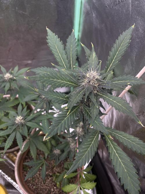 LSD-25 (7 plant run). Week 4