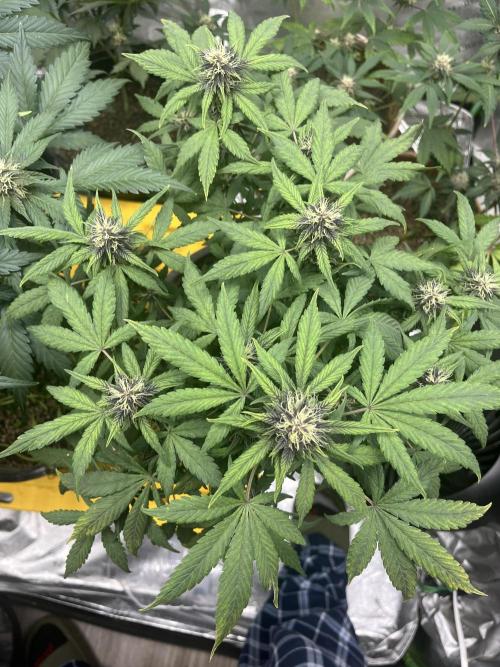 LSD-25 (7 plant run). Week 4