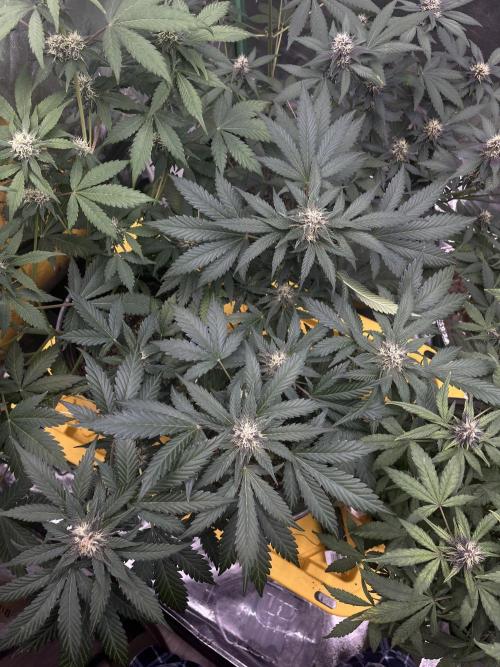 LSD-25 (7 plant run). Week 4