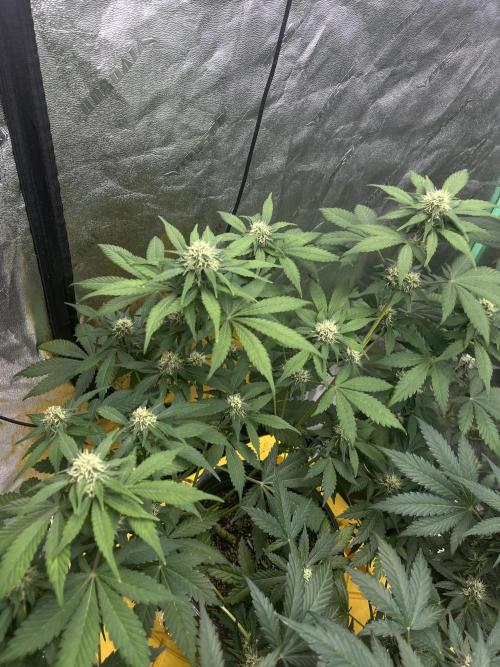 LSD-25 (7 plant run). Week 4