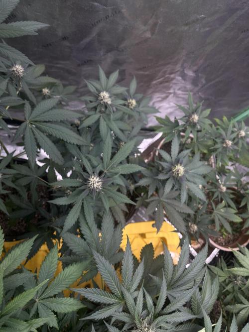 LSD-25 (7 plant run). Week 4