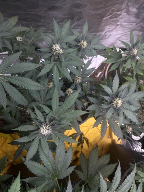 LSD-25 (7 plant run). Week 4