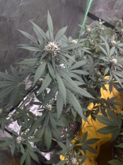 LSD-25 (7 plant run). Week 4