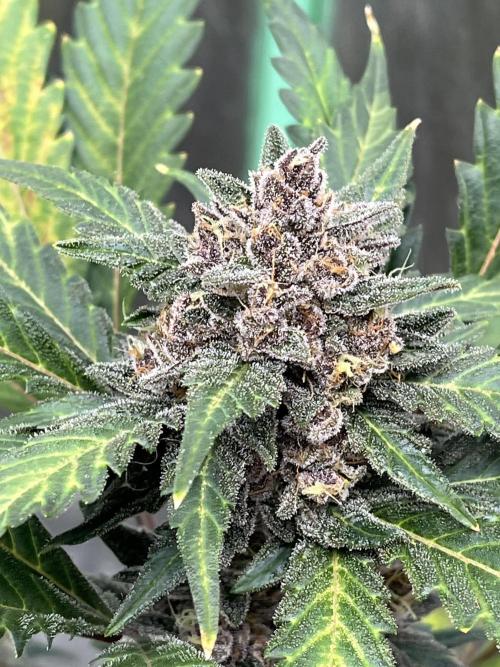 LSD-25 (7 plant run). Week 5