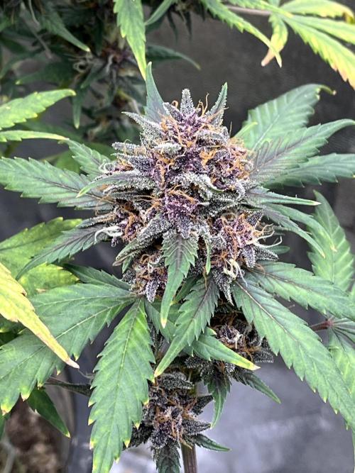 LSD-25 (7 plant run). Week 5