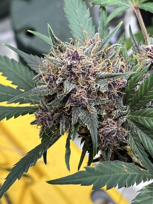 LSD-25 (7 plant run). Week 5