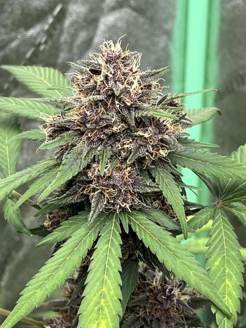 LSD-25 (7 plant run). Week 5