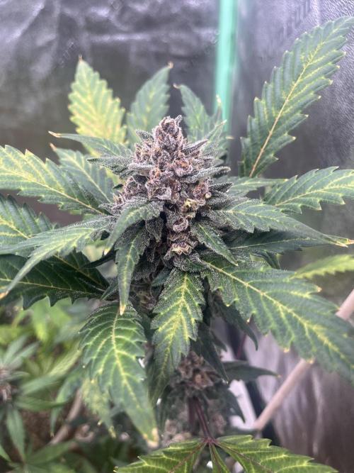 LSD-25 (7 plant run). Week 5