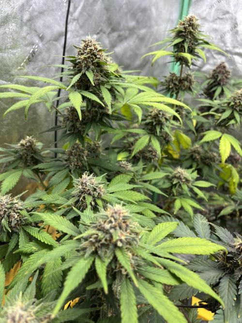 LSD-25 (7 plant run). Week 5