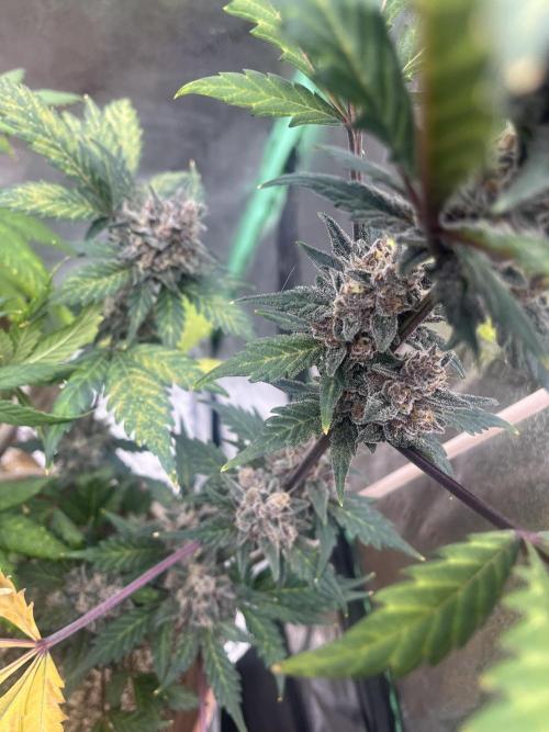 LSD-25 (7 plant run). Week 5