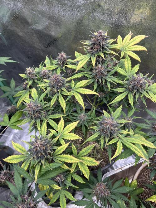 LSD-25 (7 plant run). Week 5