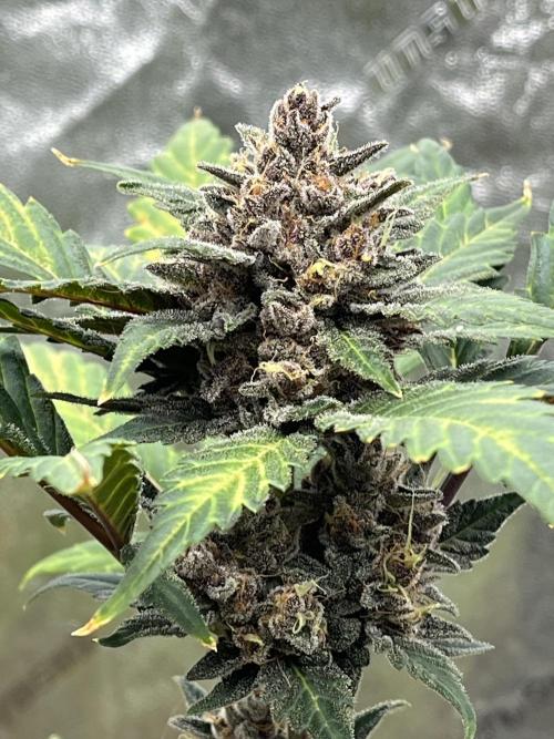 LSD-25 (7 plant run). Week 5