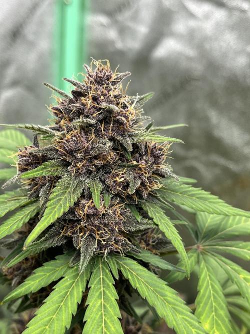 LSD-25 (7 plant run). Week 6