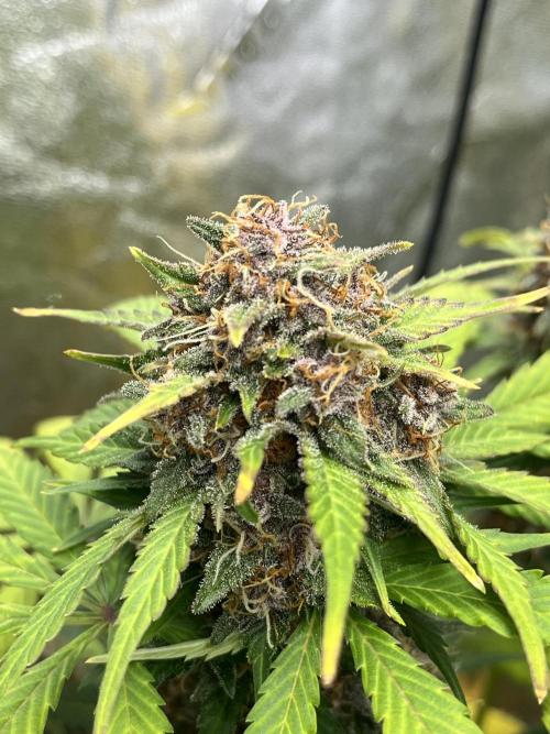 LSD-25 (7 plant run). Week 6