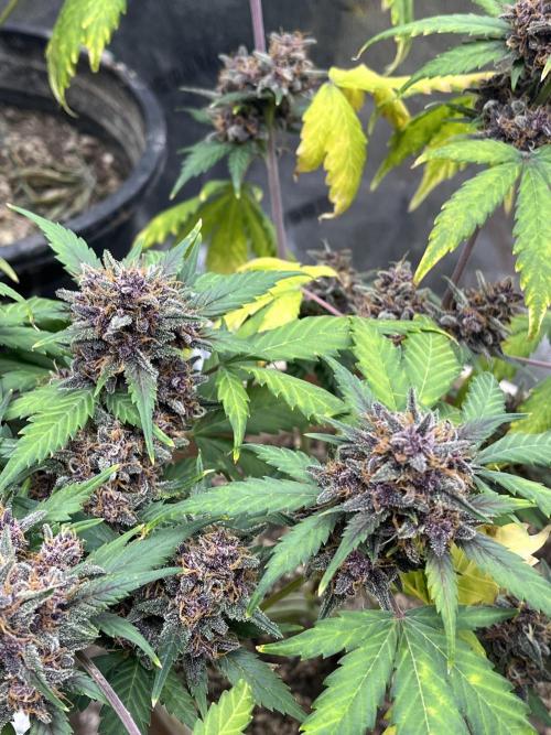 LSD-25 (7 plant run). Week 6