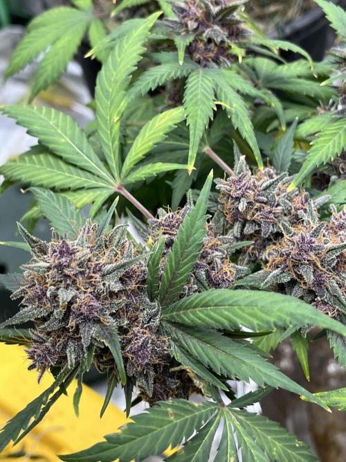 LSD-25 (7 plant run). Week 6