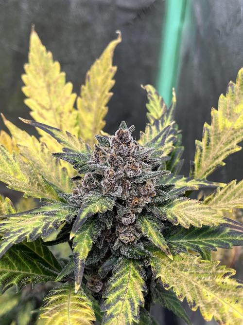 LSD-25 (7 plant run). Week 6