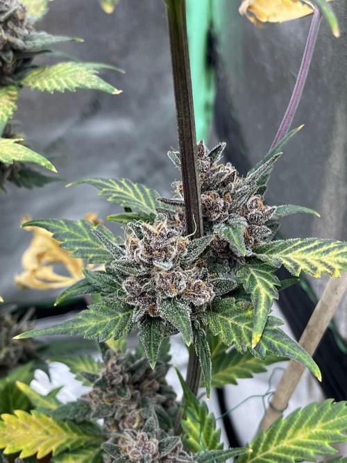 LSD-25 (7 plant run). Week 6