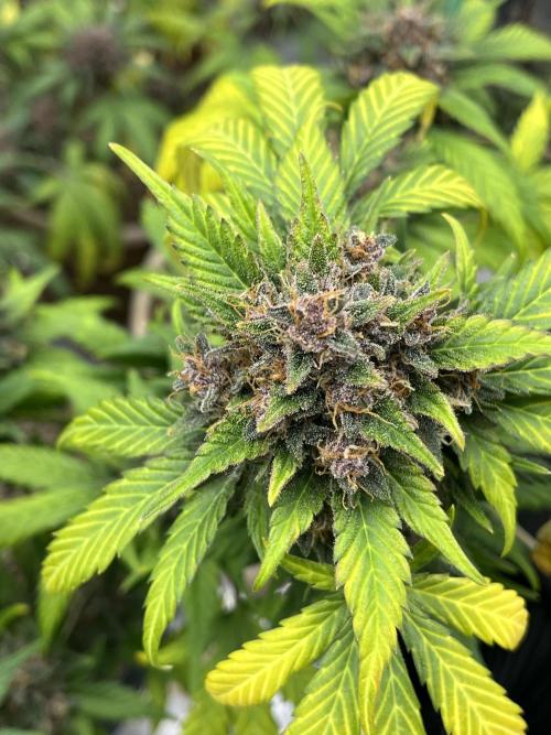 LSD-25 (7 plant run). Week 6