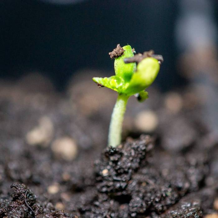 ILGM White Widow Auto. Week 0