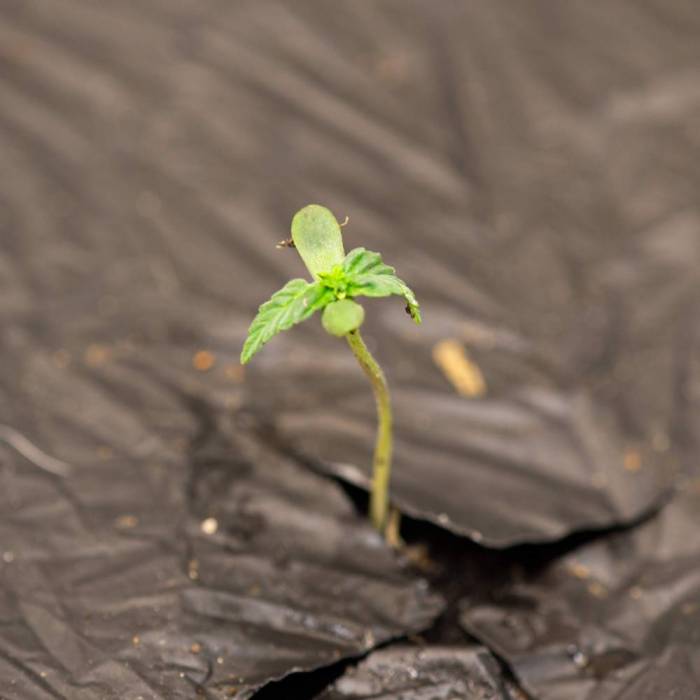 ILGM White Widow Auto. Week 1