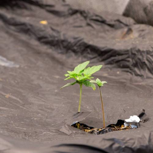 ILGM White Widow Auto. Week 2