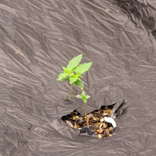 ILGM White Widow Auto. Week 2