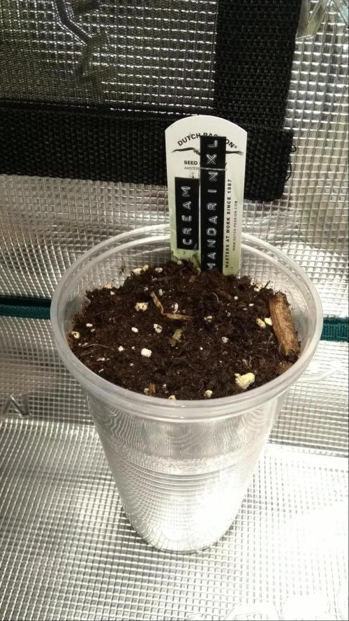 Cream Mandarine Xl Auto Germination