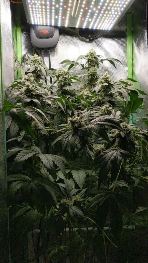 🍍 Pineapple Dream (DWC) by Kannabia