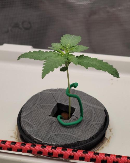 🔮 Purple Haze Auto. Week 1 - D10