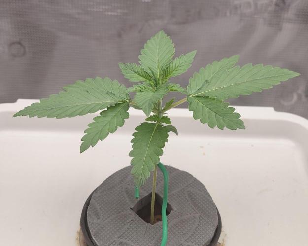 🔮 Purple Haze Auto. Week 1 - D13