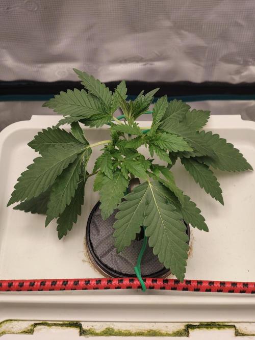 Purple Haze Auto. Week 2