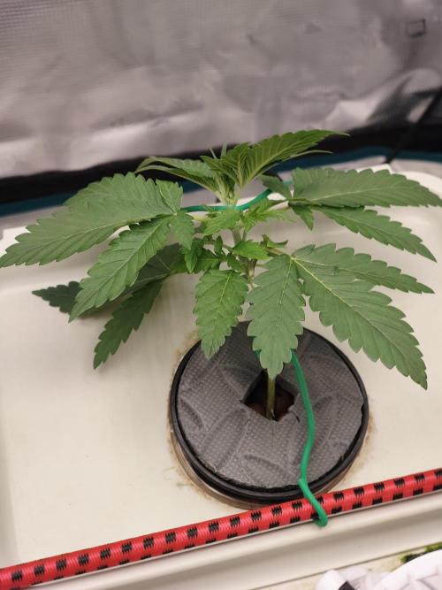 🔮 Purple Haze Auto. Week 2 - D16